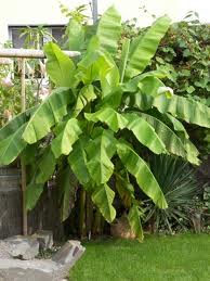 winterharte bananenpflanze.jpeg