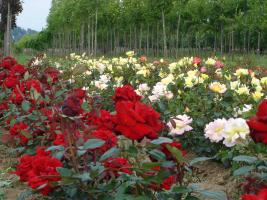 rosenfrherbstpflanzungdeckbild_tc.jpg