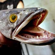 2002-08-17-snakehead.jpg